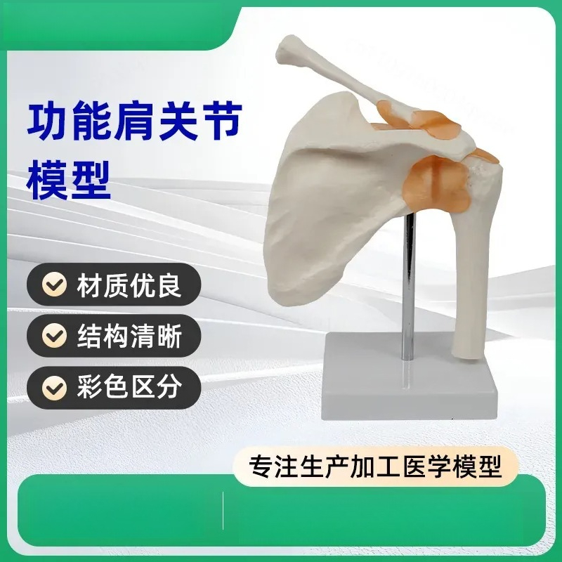 Medical Lab Study - 関節靭帯付き機能的肩関節模型 人体解剖学教育用具 医学生学習補助器具 実験室用