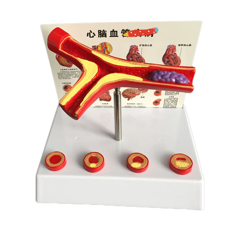 Medical Lab Supplies - 50倍の人間の回転テルスナチュラルモデル実験用品