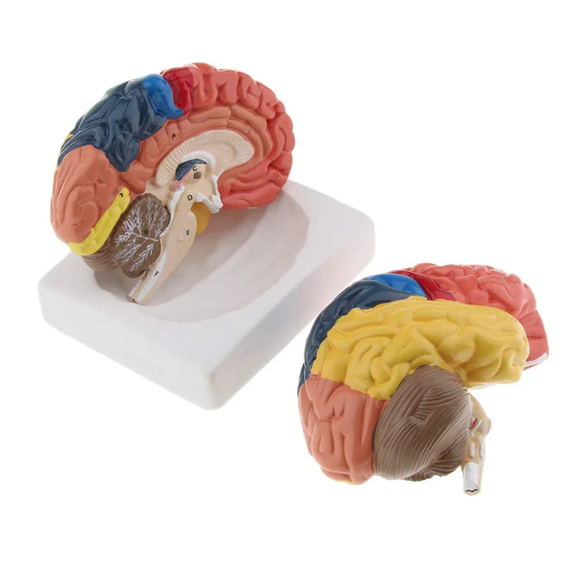 等身大解剖学的人間の脳モデル解剖学医療モデル1:1 hers - Medical Lab Supplies のレビューと価格