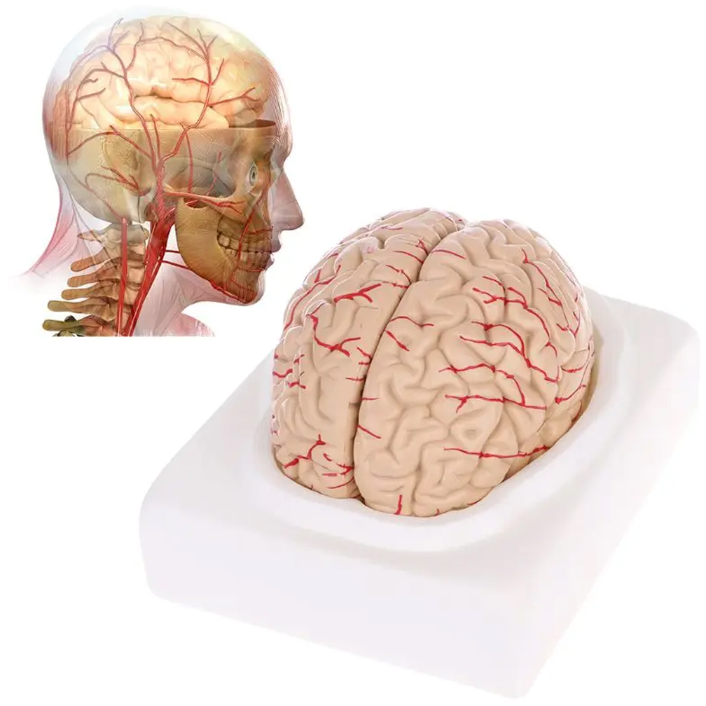 ディスプレイベース、教育ツール、科学教室、研究、学習、人間、 - Medical Lab Study のレビューと価格