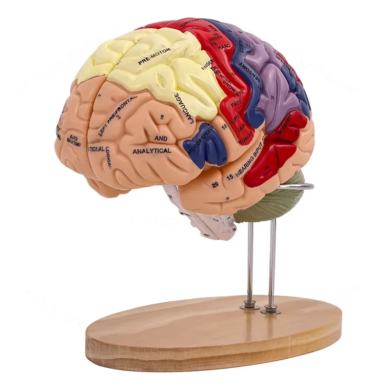 2倍ズームデラックス脳モデル解剖学神経構造機能分画図（医学生 - Medical Laboratory Science のレビューと価格