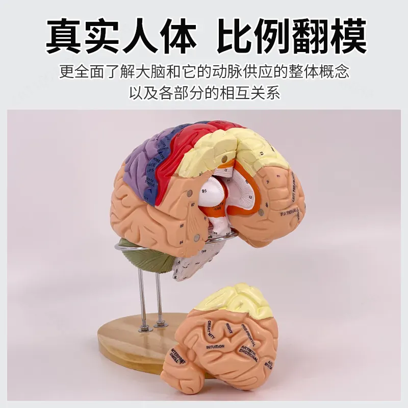 2倍ズームデラックス脳モデル解剖学神経構造機能分画図（医学生 - Medical Laboratory Science のレビューと価格