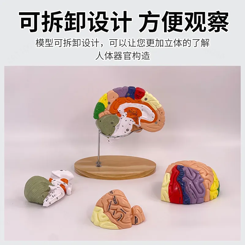2倍ズームデラックス脳モデル解剖学神経構造機能分画図（医学生 - Medical Laboratory Science のレビューと価格