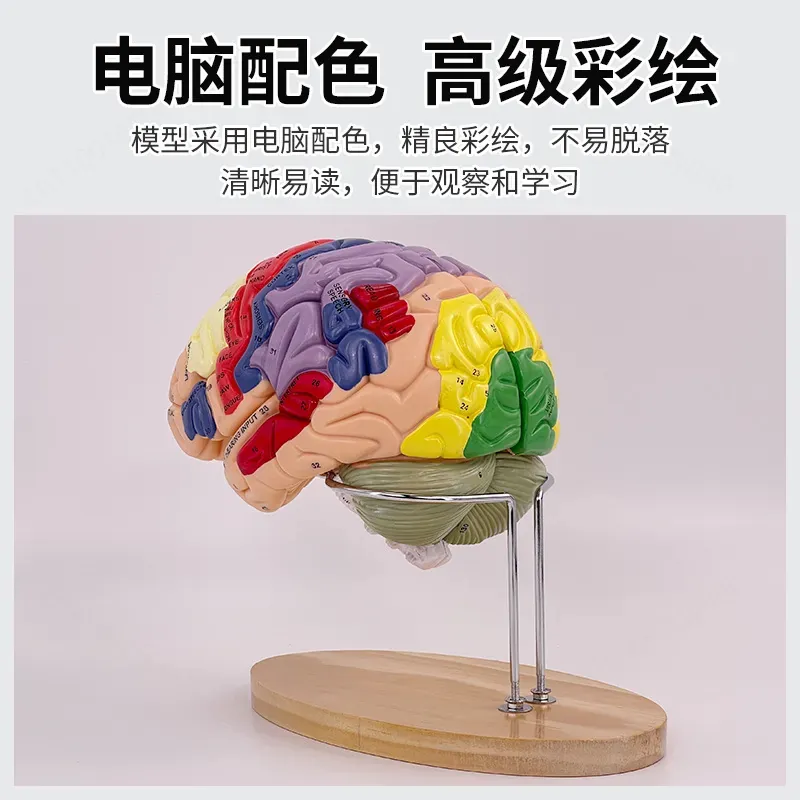 2倍ズームデラックス脳モデル解剖学神経構造機能分画図（医学生 - Medical Laboratory Science のレビューと価格
