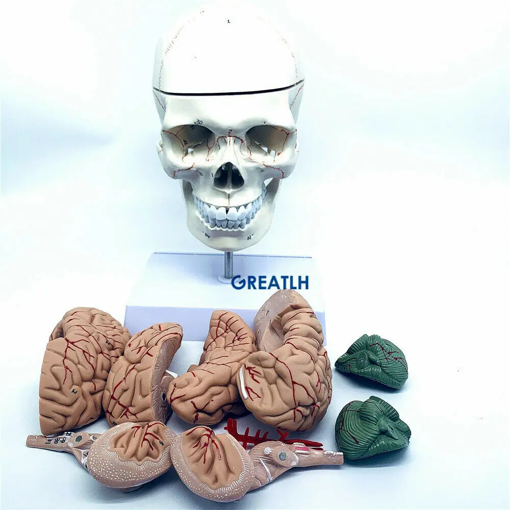 Greatlh脳解剖学モデル、人間の頭の頭蓋骨モデル、医学研 - Medical Lab Study のレビューと価格