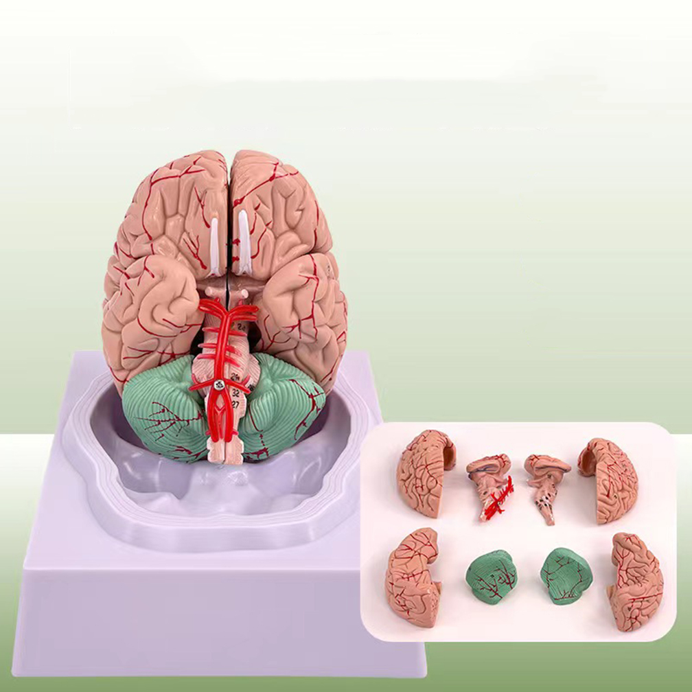 人間の人生のサイズ,脳の機能領域モデル,科学の解剖学,教室, - Medical Lab Study のレビューと価格